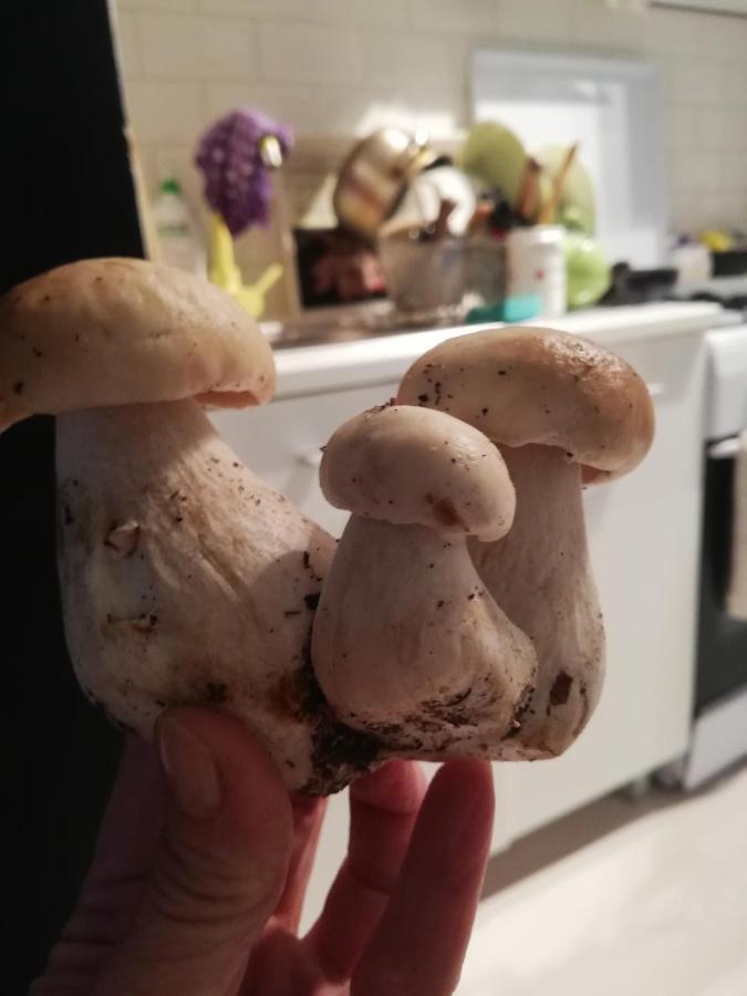 Willa Chatki Nad Wodnym Zakatkiem. Wapnica  Zewnętrze zdjęcie